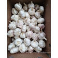 Garlic Best Fresh Natural Garlic Price  New crop  Hot sales